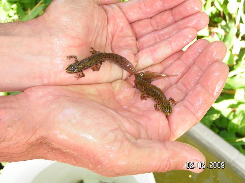 Cisteni a dodelavka jezirka (3).JPG